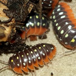 Armadillidium klugii Montenegro wordt ook wel “De Clown Pissebed”genoemd