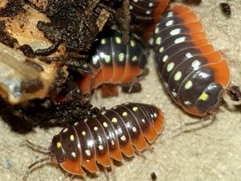 Armadillidium klugii Montenegro wordt ook wel “De Clown Pissebed”genoemd