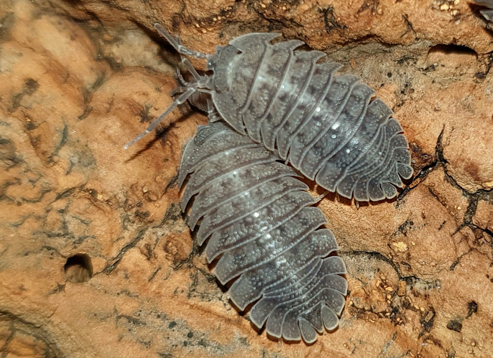 Armadillidium peraccea komen voor in Griekenland en Italië