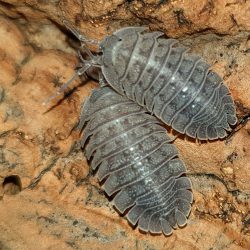 Armadillidium peraccea komen voor in Griekenland en Italië