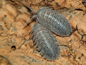 Armadillidium peraccea komen voor in Griekenland en Italië