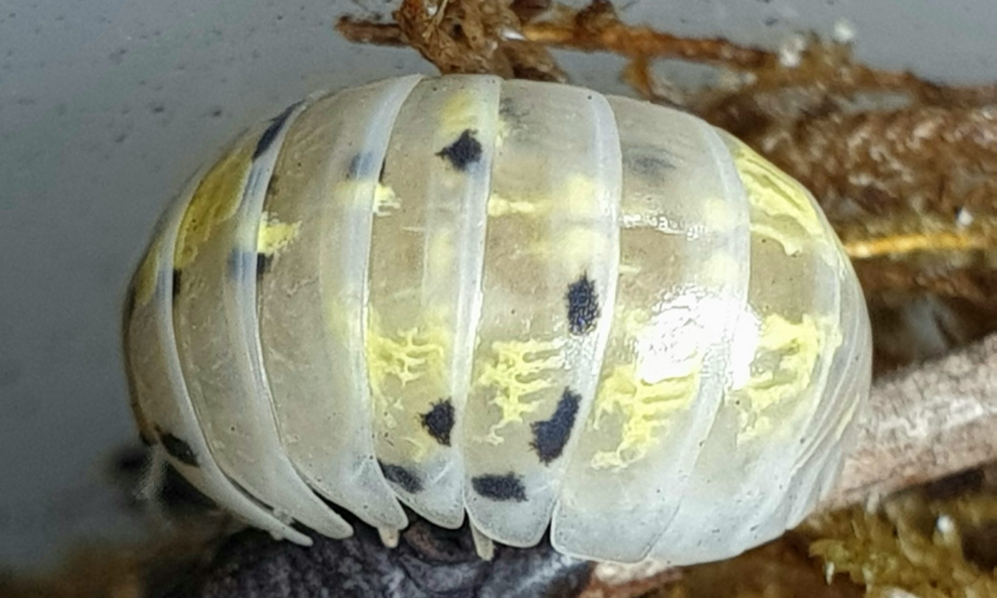 Armadillidium vulgare Magic Potion is een Japanse kweekvorm