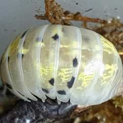 Armadillidium vulgare Magic Potion is een Japanse kweekvorm