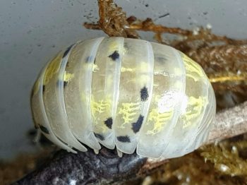 Armadillidium vulgare Magic Potion is een Japanse kweekvorm