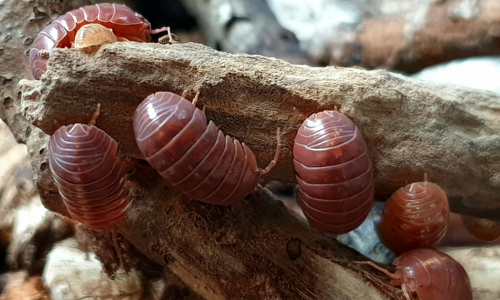 pissebed van de soort Armadillidium vulgare red