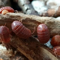 pissebed van de soort Armadillidium vulgare red