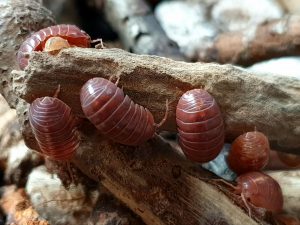 pissebed van de soort Armadillidium vulgare red