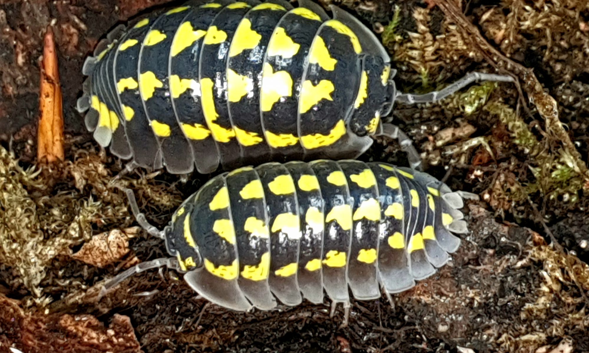 Armadillidium gestroi is een pissebed uit de familie Armadillidiidae.