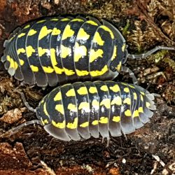 Armadillidium gestroi is een pissebed uit de familie Armadillidiidae.