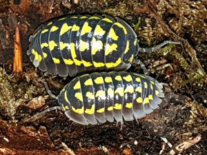 Armadillidium gestroi is een pissebed uit de familie Armadillidiidae.