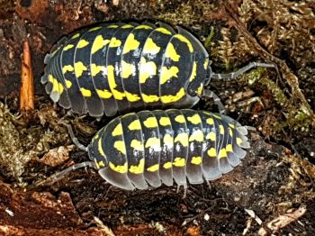 Armadillidium gestroi is een pissebed uit de familie Armadillidiidae.