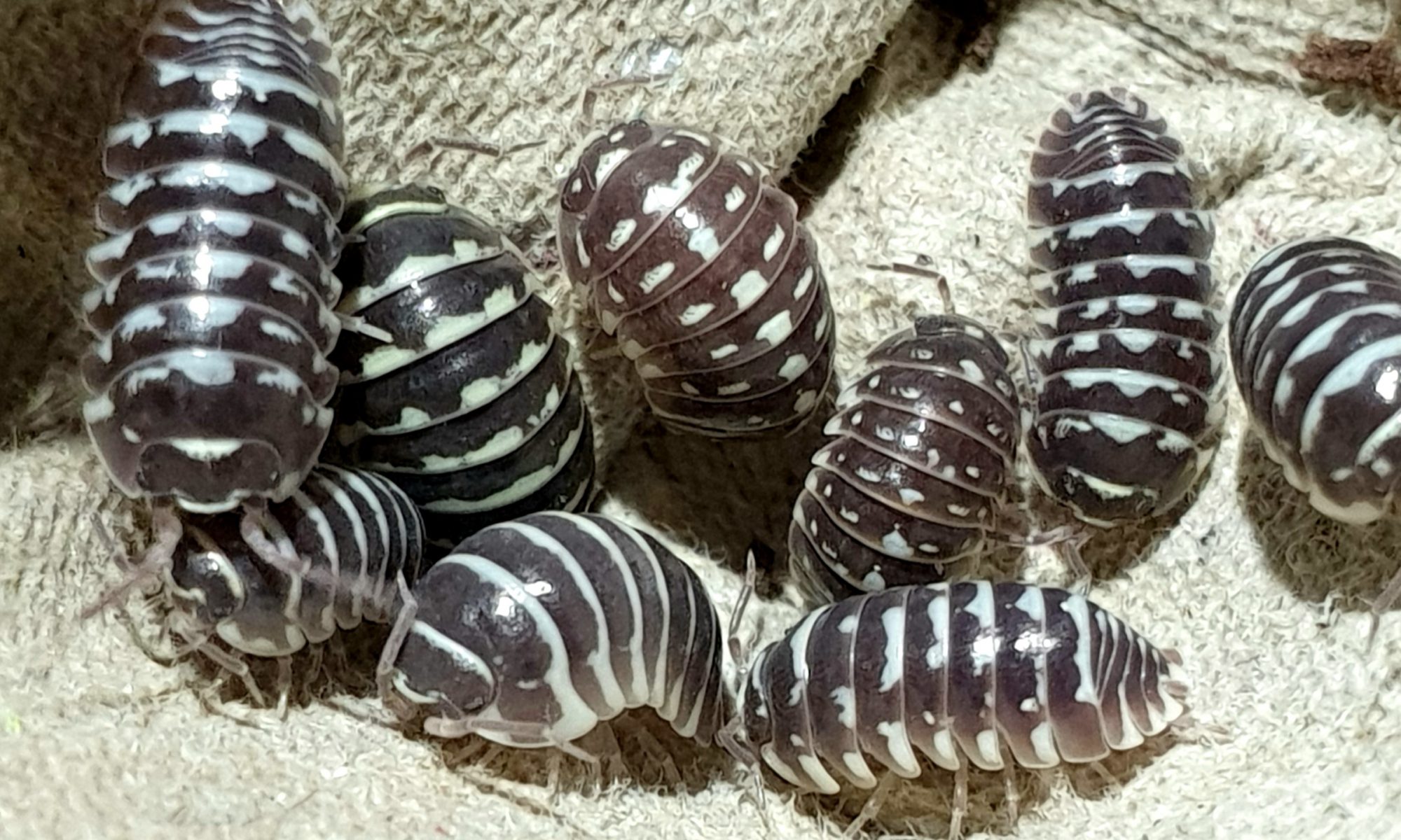 Armadillidium maculatum "Zebra"