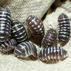 Armadillidium maculatum "Zebra"