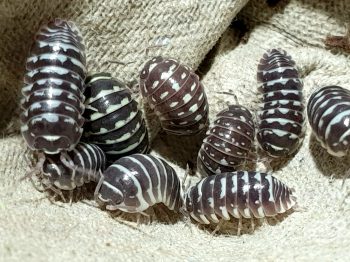 Armadillidium maculatum "Zebra"