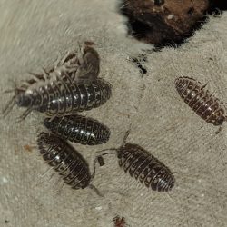 Armadillidium pictum is een leuke wat kleinere soort