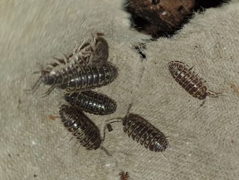 Armadillidium pictum is een leuke wat kleinere soort